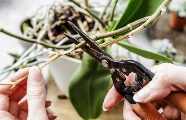 couper orchidée tige sèche