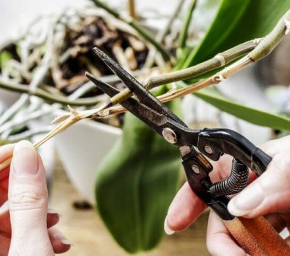 couper orchidée tige sèche