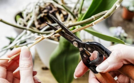 couper orchidée tige sèche