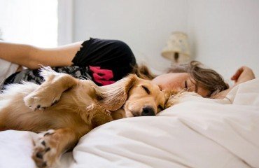 dormir avec son animal de compagnie chien allergies sommeil perturbé maladies parasites