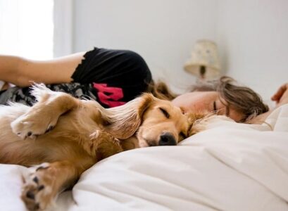 dormir avec son animal de compagnie chien allergies sommeil perturbé maladies parasites