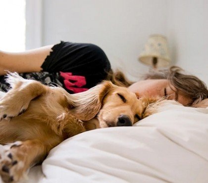 dormir avec son animal de compagnie chien allergies sommeil perturbé maladies parasites