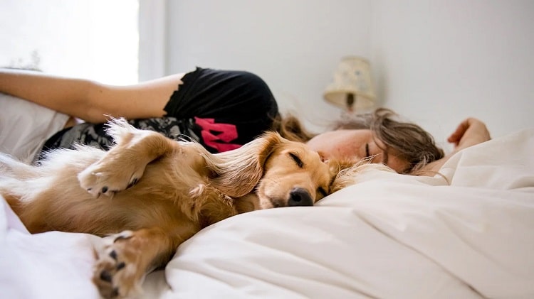 dormir avec son animal de compagnie chien allergies sommeil perturbé maladies parasites