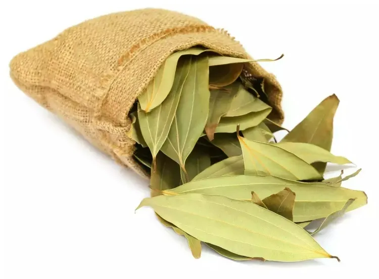 feuilles de laurier placer quelques feuilles préférence fraîches petit sachet sac papier tissu