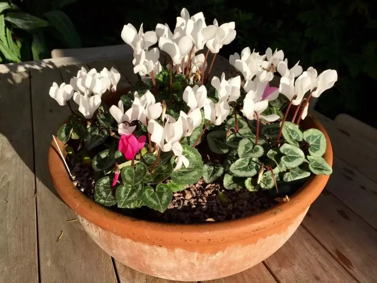 fleurs de printemps pour jardinière cyclamens