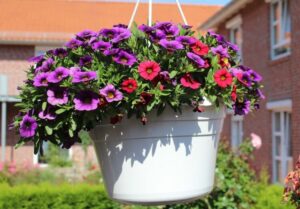 fleurs pour jardinière plein soleil petunias