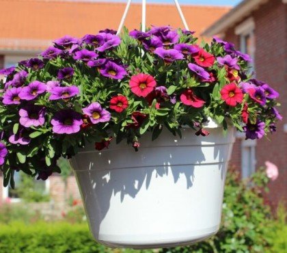 fleurs pour jardinière plein soleil petunias