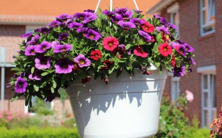 fleurs pour jardinière plein soleil petunias