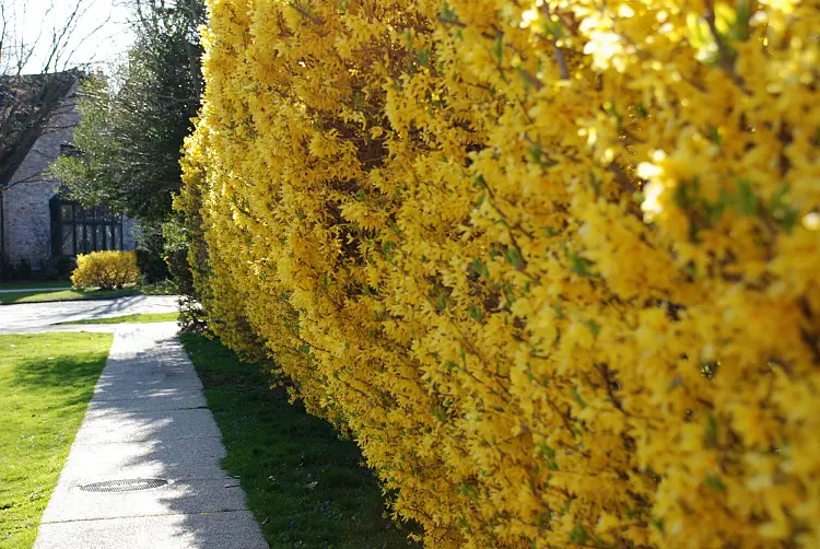 forsythia arbustes qui fleurissent au printemps jaune fleurs parfum jardin