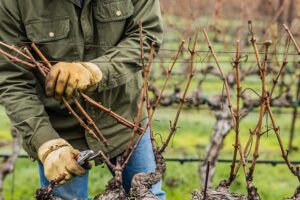 jardin comment quand tailler la vigne raisin recolte automne hiver france
