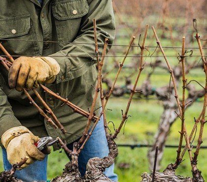 jardin comment quand tailler la vigne raisin recolte automne hiver france