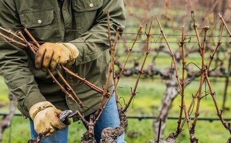 jardin comment quand tailler la vigne raisin recolte automne hiver france