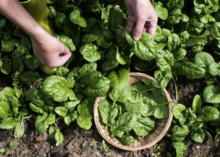 jardin legume quand planter épinard graine semer