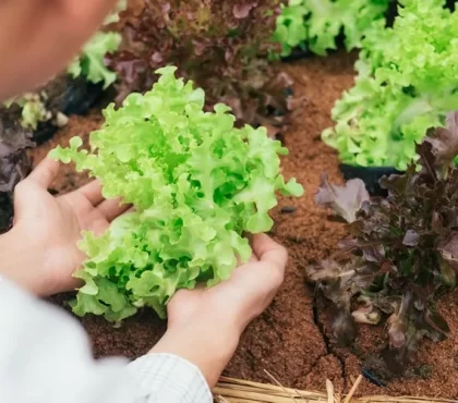 légumes à récolter en février liste complète manger de saison bienfaits santé jardin potager