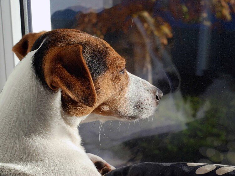 les chiens ont ils la notion du temps est ce que animal manque propriétaire absent