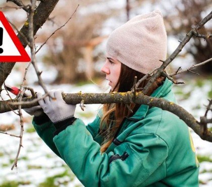 les plantes à ne pas tailler en hiver