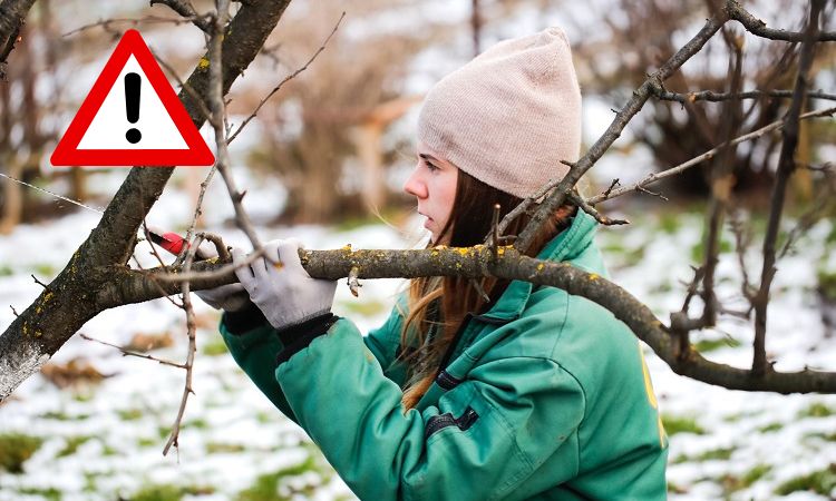 les plantes à ne pas tailler en hiver