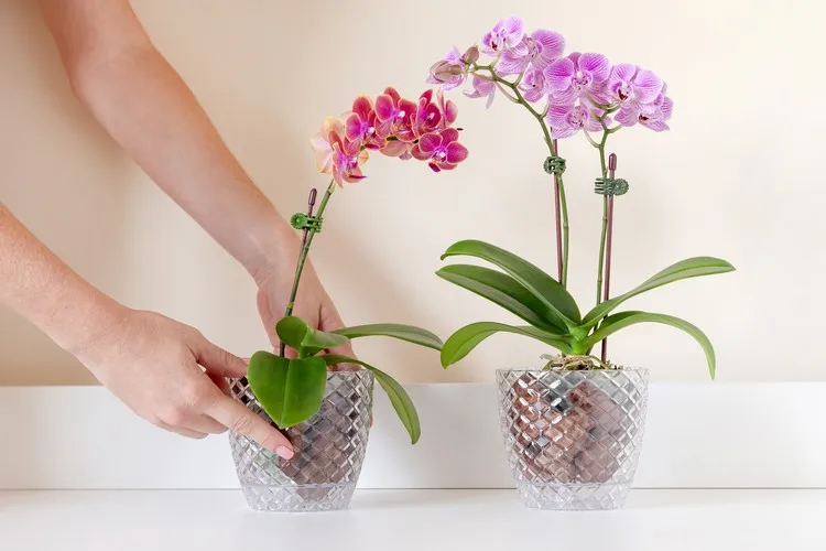 mettre de l'ail dans l'orchidée meilleur engrais orchidée deux recettes fertilisant naturel