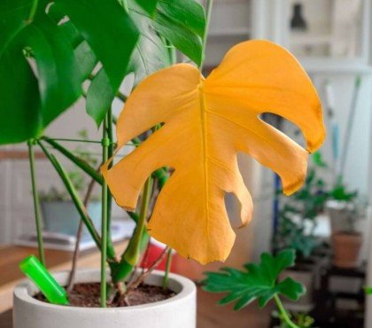 monstera feuille molle et jaune que faire