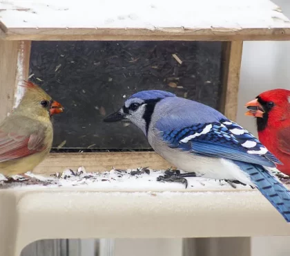 nourrir les oiseaux en hiver comment faire quand arreter quelle nourriture maison donner