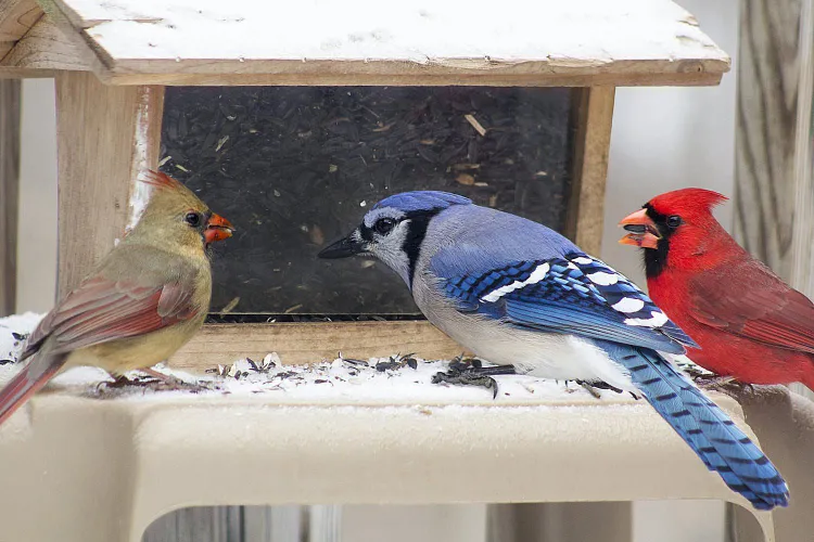 nourrir les oiseaux en hiver comment faire quand arreter quelle nourriture maison donner