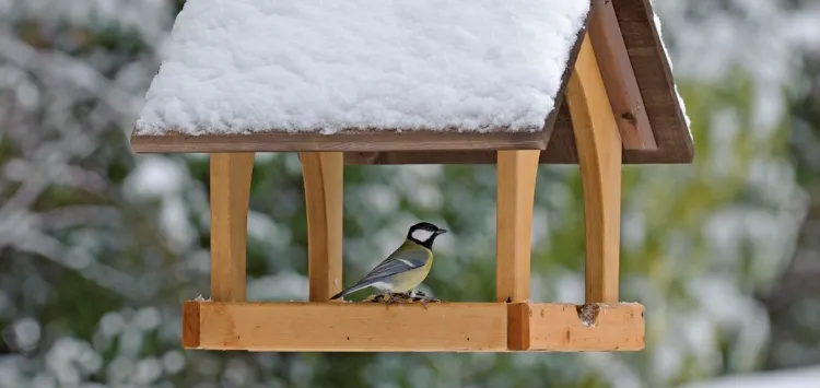 nourrir les oiseaux hiver faut il comment faire quand arreter quelle nourriture maison