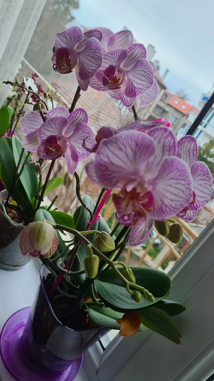 orchidées entretien astuces de pro pour entretenir orchidées