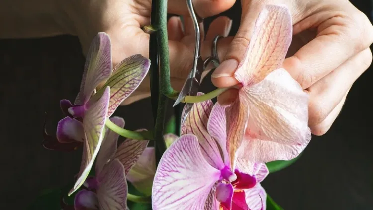 où couper la tige de l'orchidée