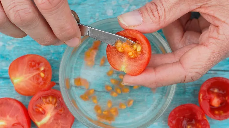 peut on semer des tomates en avril quand planter des plants de tomates au jardin