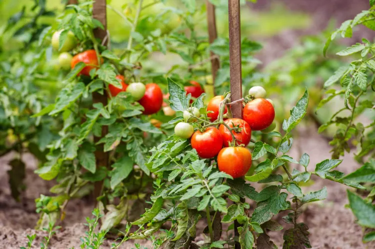 peut on semer des tomates en pleine terre aujourd'hui février pour récolter en été 2023
