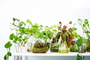 plante racine dans l'eau