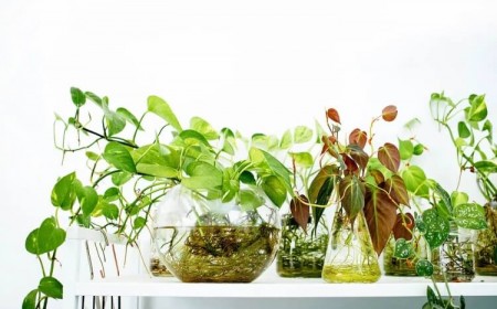 plante racine dans l'eau