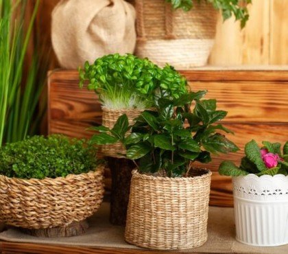 plantes d interieur parfum agreable