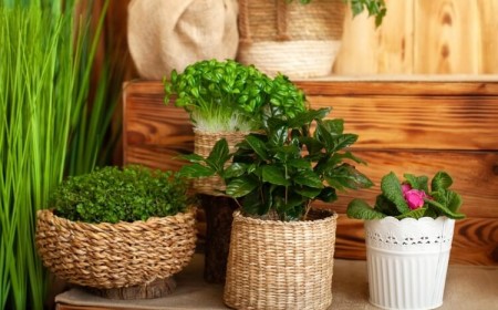 plantes d interieur parfum agreable