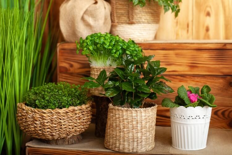 plantes d interieur parfum agreable