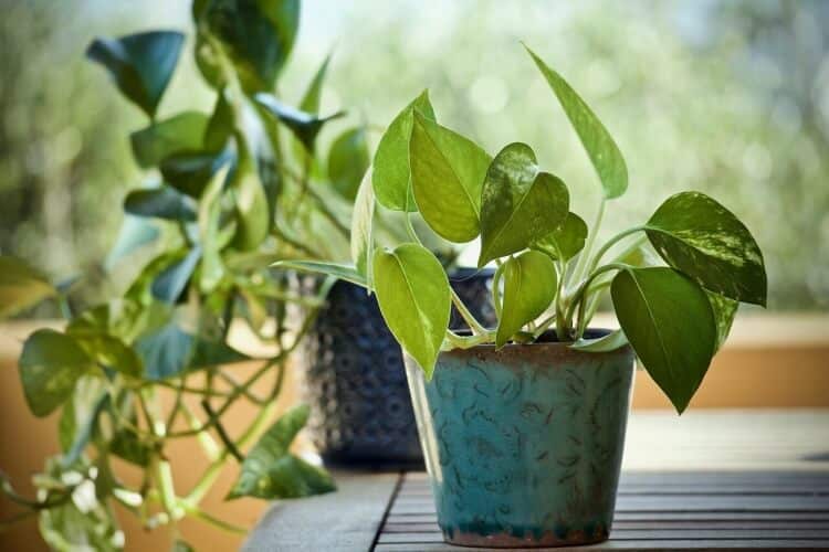 plantes increvables lierre diable pothos plante argent grimpante cascade