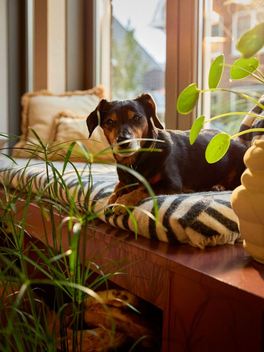 potos toxique pour les animaux de compagnie