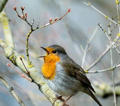 pourquoi les oiseaux chantent le matin si tôt