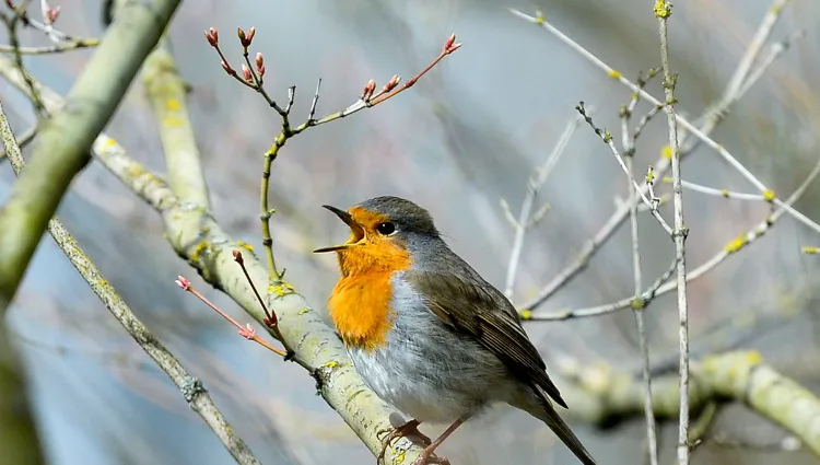 pourquoi les oiseaux chantent le matin