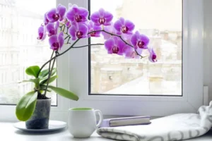 pourquoi mettre de l'ail dans l'orchidée meilleur engrais naturel pour orchidée astuces de grand-mère