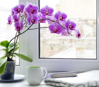 pourquoi mettre de l'ail dans l'orchidée meilleur engrais naturel pour orchidée astuces de grand-mère