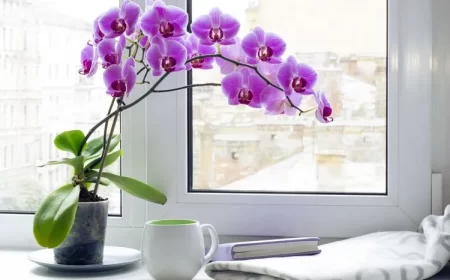 pourquoi mettre de l'ail dans l'orchidée meilleur engrais naturel pour orchidée astuces de grand-mère