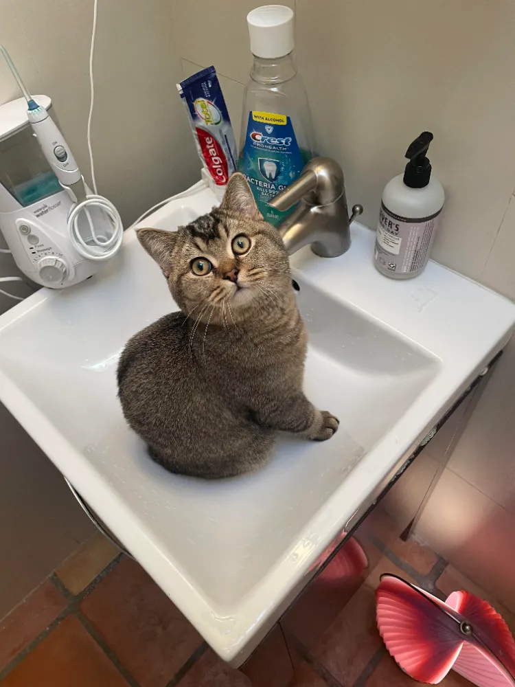 pourquoi mon chat me suit partout même aux toilettes salle de bains comportement normal