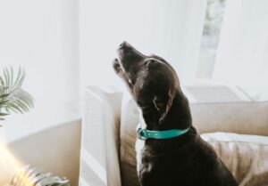 pourquoi mon chien hurle explications des experts