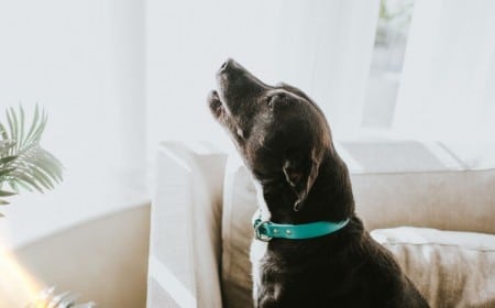 pourquoi mon chien hurle explications des experts