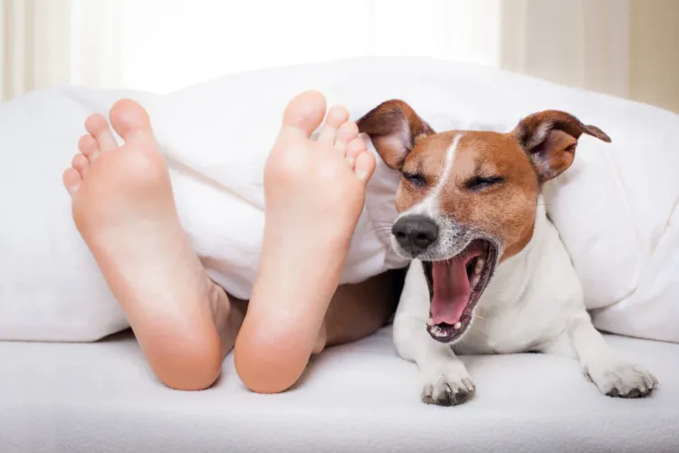 pourquoi ne pas dormir avec son animal de compagnie chien allergies sommeil perturbé