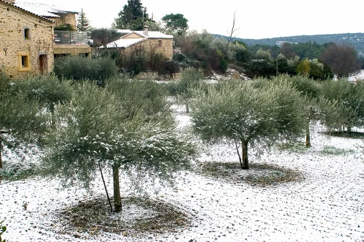 protéger un olivier en hiver dans le jardin