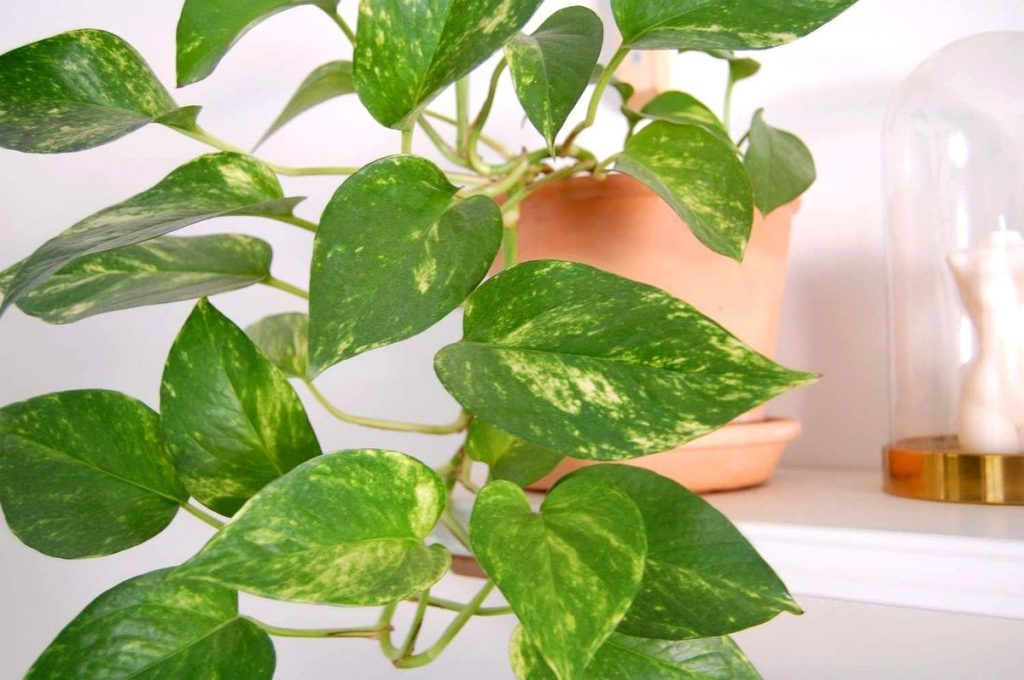 quand et comment bouturer un pothos