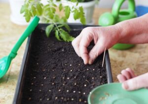 quand et comment semer des tomates grains plants pot godet jardin pleine terre pourquoi mes semis de tomates ne poussent pas où planter tomates