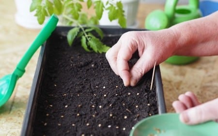 quand et comment semer des tomates grains plants pot godet jardin pleine terre pourquoi mes semis de tomates ne poussent pas où planter tomates